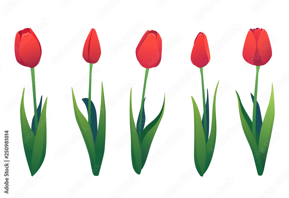 Vector set of various red tulips. Spring flowers isolated decorative elements Vector set of various red tulips. Spring flowers isolated decorative elements