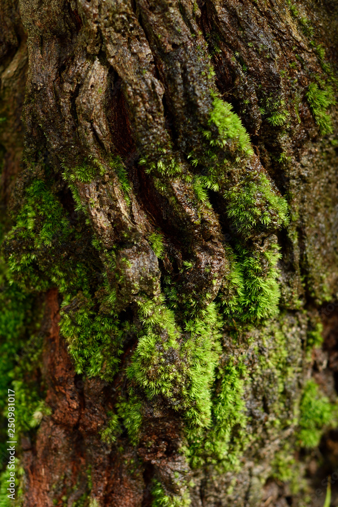 Green moss on bark in rainforest, tropical nature environment ecosystem. Green moss on bark in rainforest, tropical nature environment ecosystem.