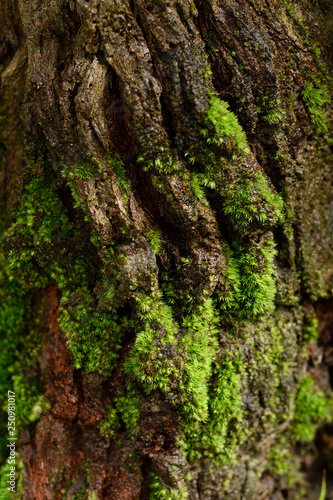 Green moss on bark in rainforest, tropical nature environment ecosystem.