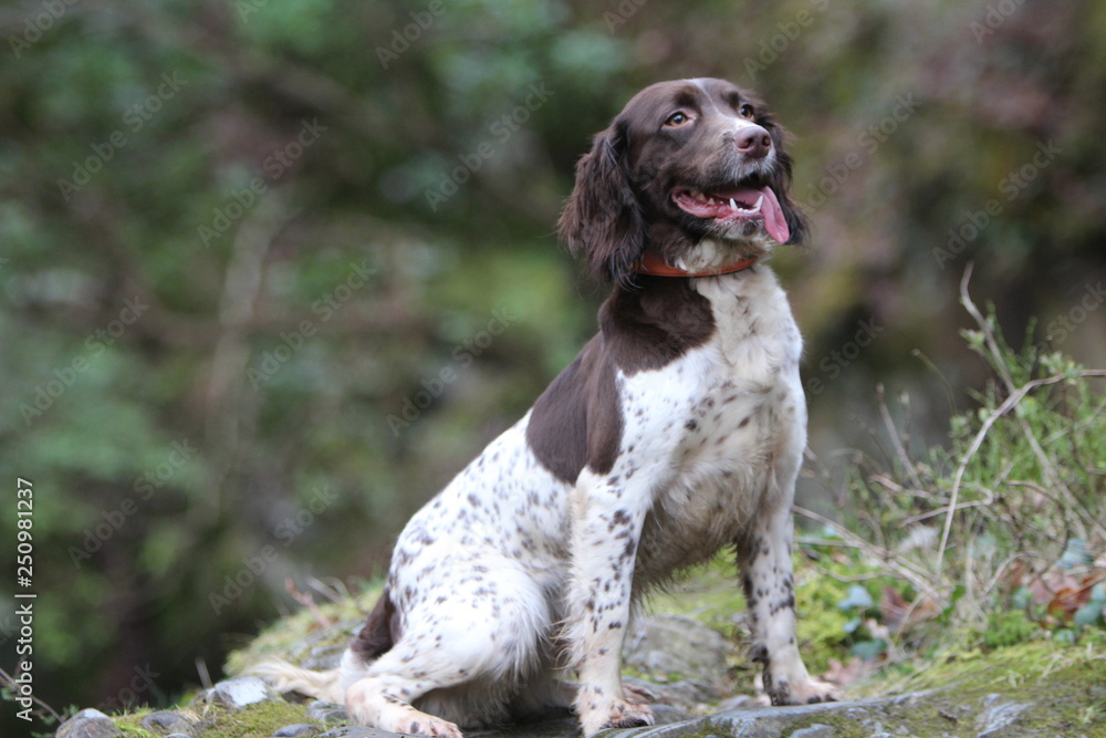 English Springer Spaniel
