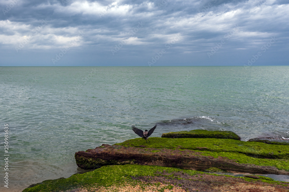 Crow on sea shore with green algae