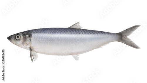 Fish herring isolated on white background photo