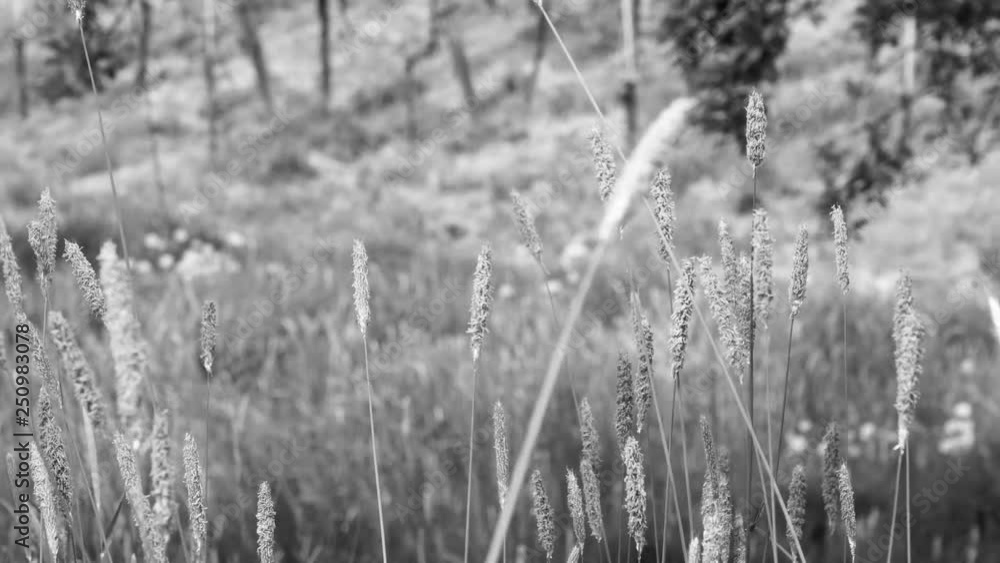 Closeup of calm fields with grass in German mountains black and white cinematic Closeup of calm fields with grass in German mountains black and white cinematic
