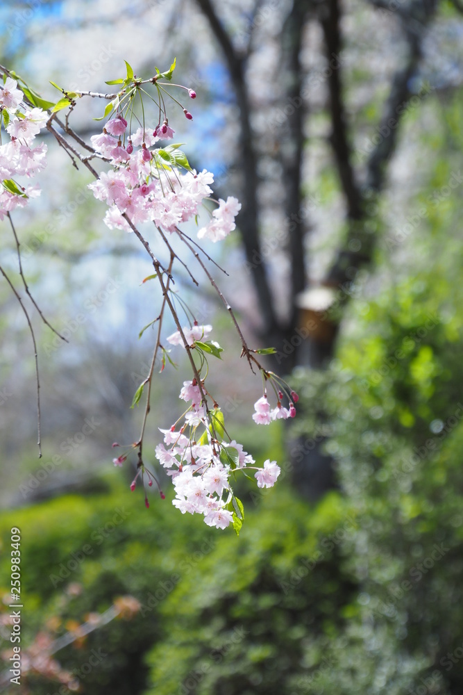 Obraz premium 遅咲きの枝垂れ桜