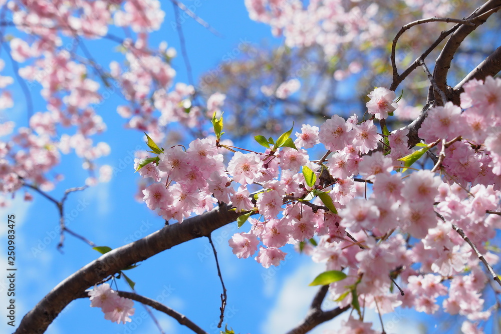 Obraz premium OLYMPUS DIGITAL CAMERA