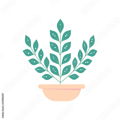 houseplant in pot. Isolated flowerpot . Home plant