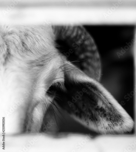 Minimale sheep © Feride