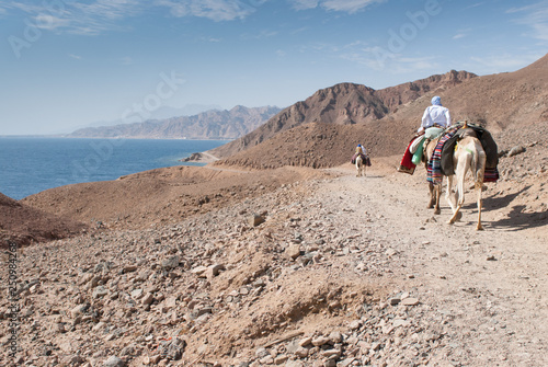 Bedouin camel transport along the sea on the Sinai Peninsula