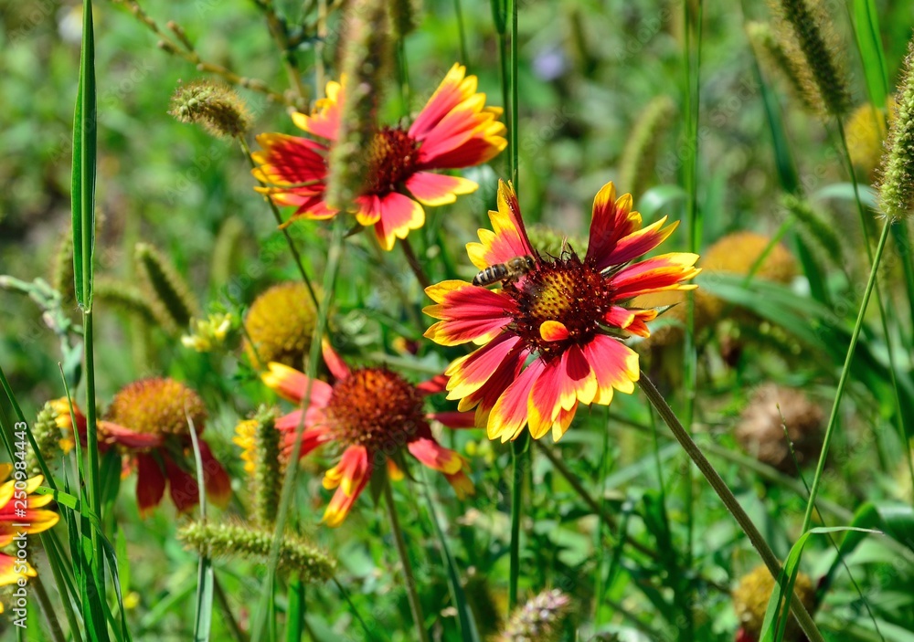Wild red flowers in the tall grass Wild red flowers in the tall grass