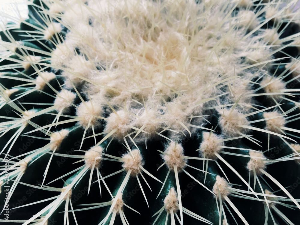 Fototapeta premium Many cactus