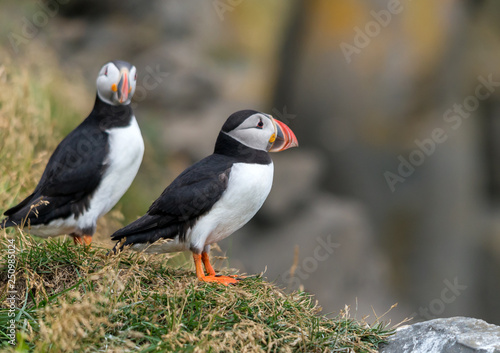 The Atlantic puffin  also known as the common puffin