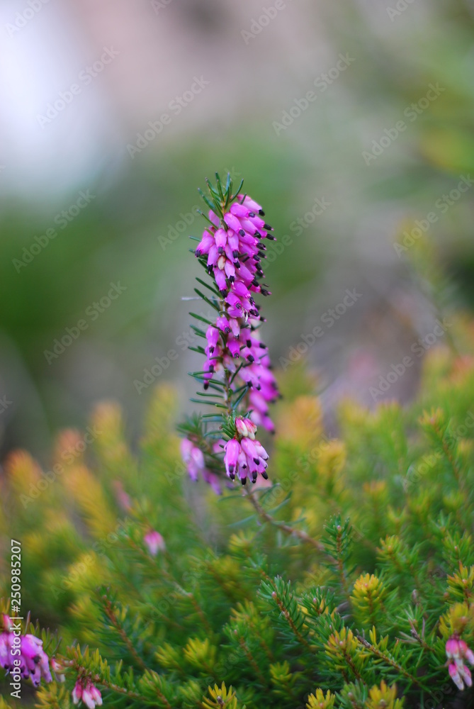 Obraz premium Schneeheide (Erica carnea)