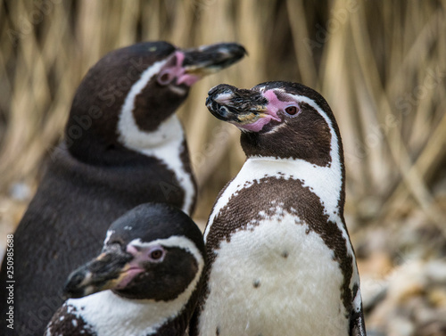 Fototapeta Naklejka Na Ścianę i Meble -  The Humboldt Penguins (Spheniscus humboldti) standing on rock