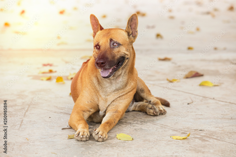 Fototapeta premium Happy dogs on the cement floor