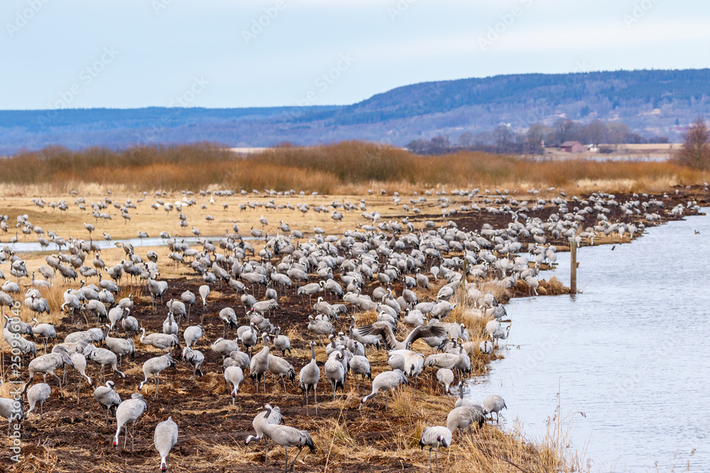Flock of cranes on a field by water