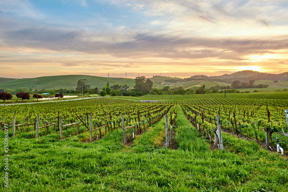 Vineyards at sunset in California, USA