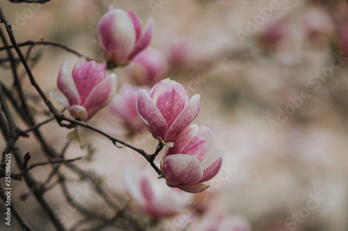 blooming magnolia in spring in the botanical garden © Anna Vovk