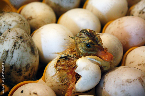 Duckling comes out of the egg in a hatchery, incubator.