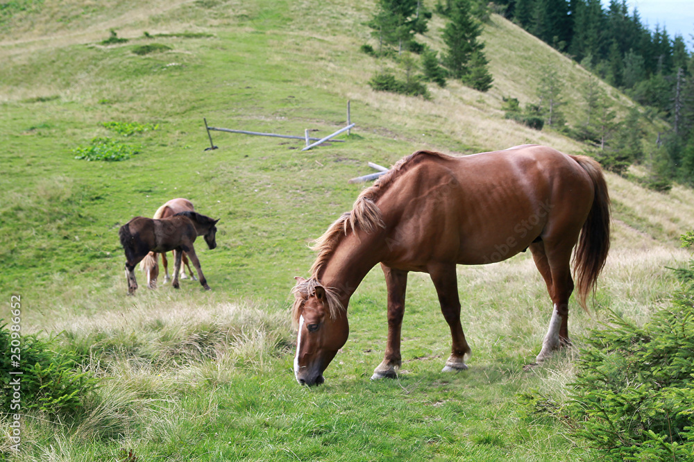 Horses on pasture in the high hills of the Carpathians Horses on pasture in the high hills of the Carpathians