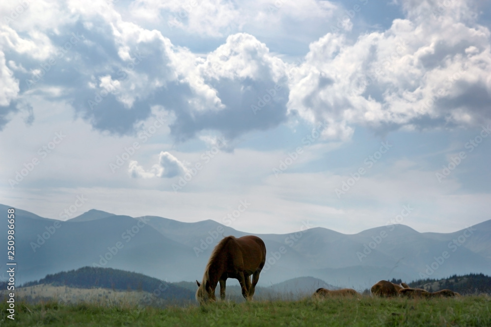 Horse on a pasture in the wild against a background of mountains and clouds Horse on a pasture in the wild against a background of mountains and clouds