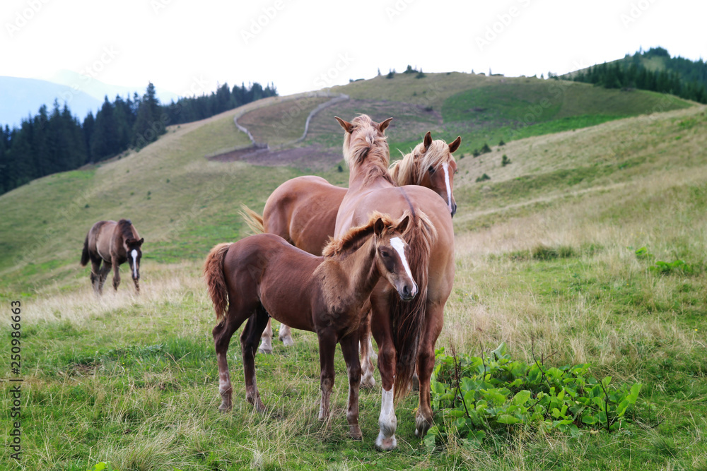 Horse family in the wild in the high hills