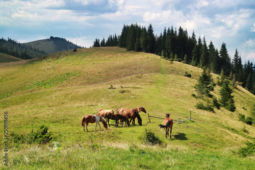 Fototapeta Naklejka Na Ścianę i Meble -  Horses on a background of forest and mountains on a green pasture