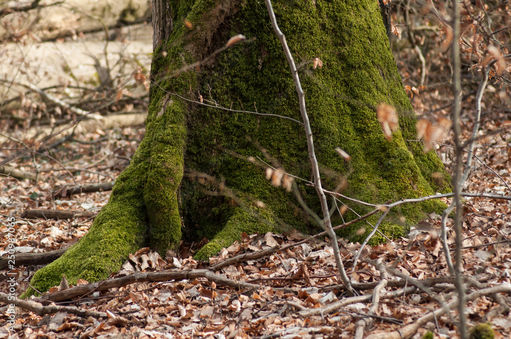 closeup of moss on tree trunk in the forest closeup of moss on tree trunk in the forest