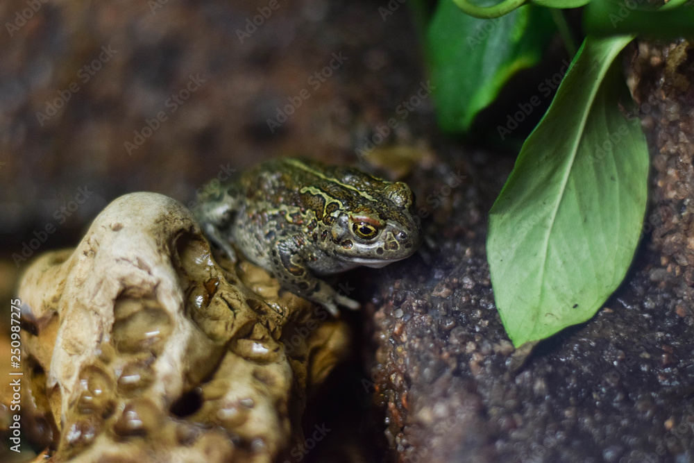 Obraz premium Frog on the rock