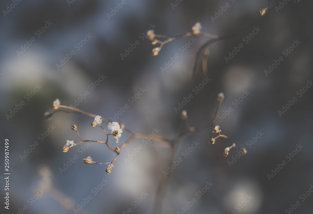 Obraz premium verblühter Rainkohl im Winter