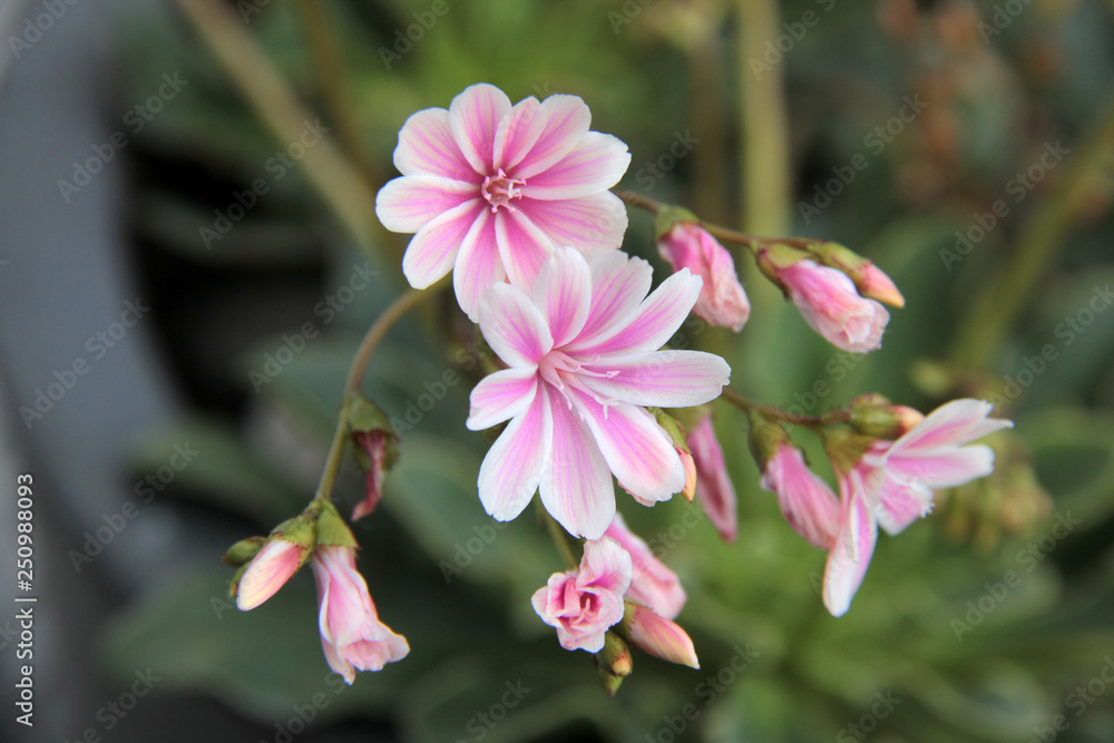 fleur rose fleur rose