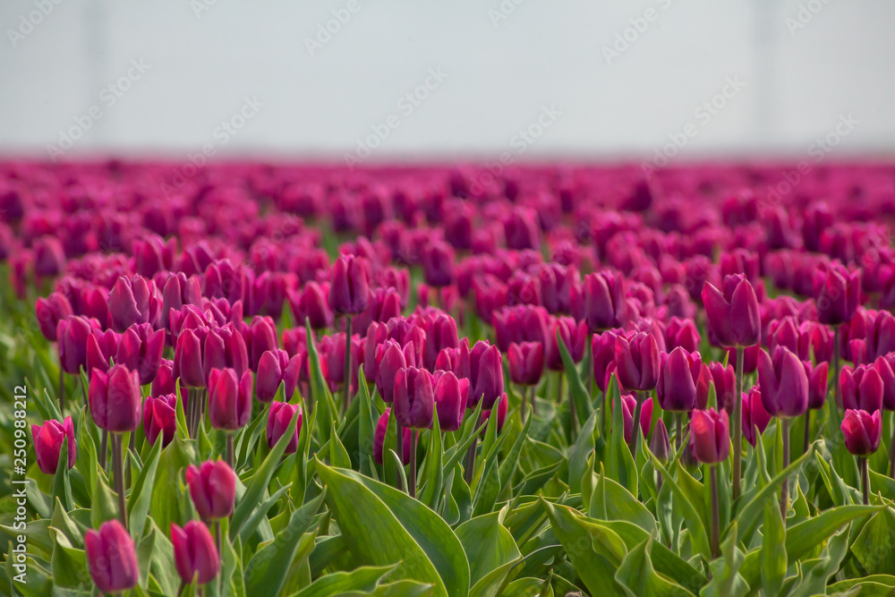Tulips farmland