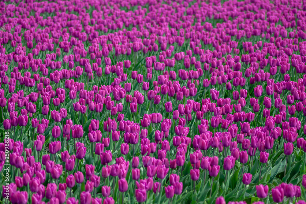 Tulips farmland
