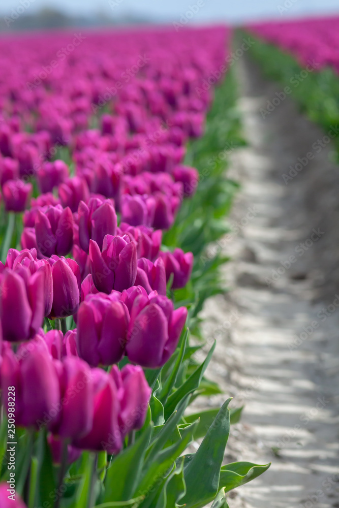 Tulips farmland