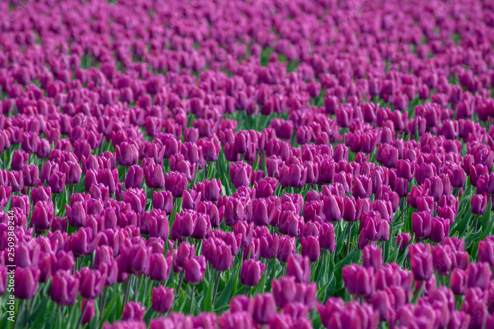 Tulips farmland