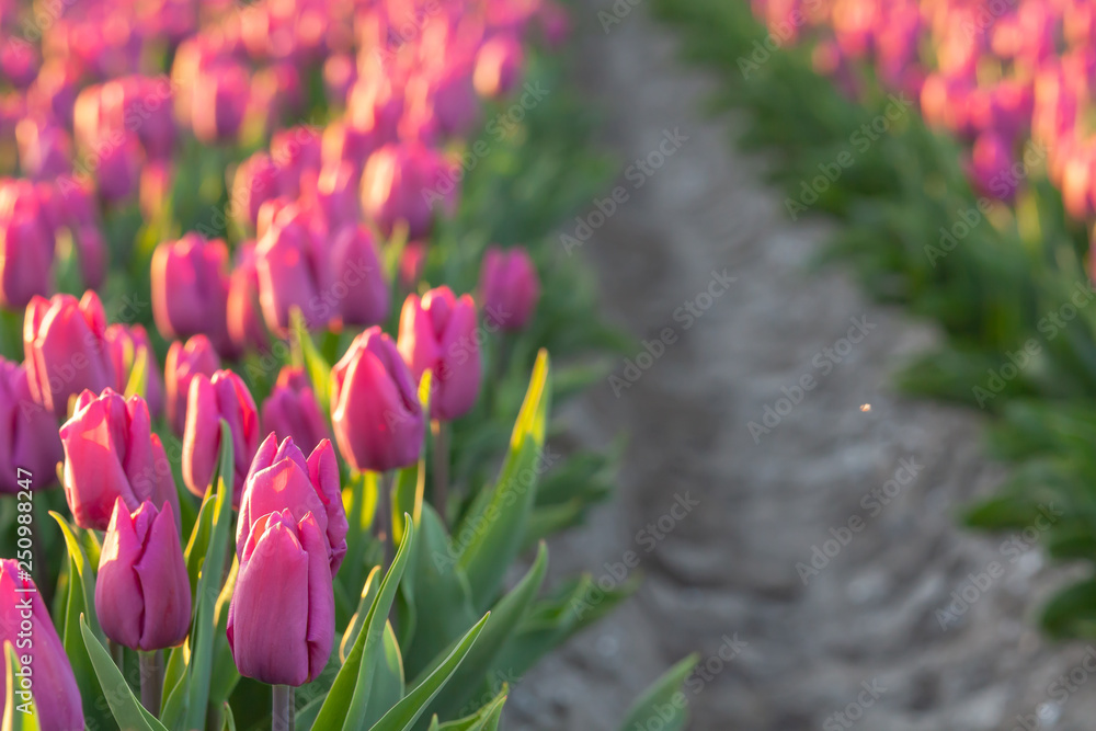 Tulips farmland