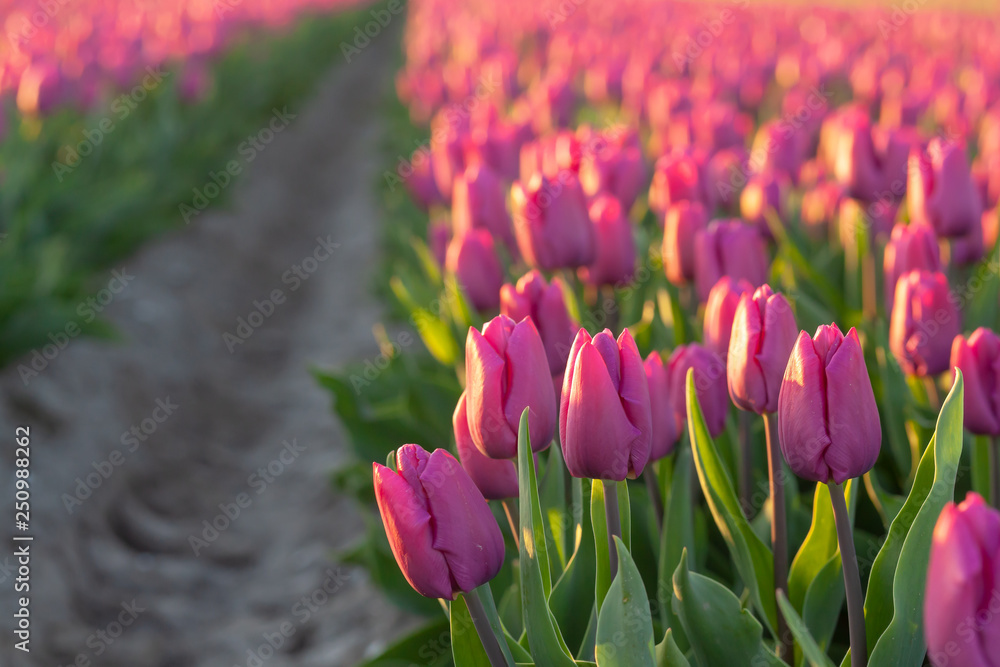 Tulips farmland