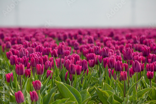 Obraz na płótnie Tulips farmland w salonie