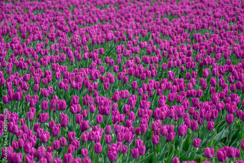 Obraz na płótnie Tulips farmland w salonie