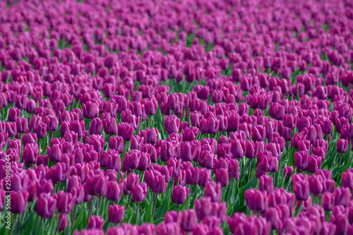 Obraz na płótnie Tulips farmland w salonie