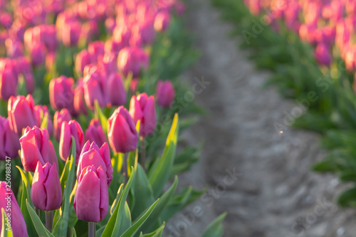 Obraz na płótnie Tulips farmland w salonie