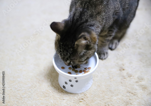 ごはんを食べるキジトラ猫 photo