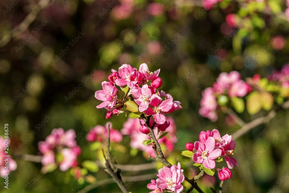 Branches of flowering Apple trees in the spring, pink flowers. Branches of flowering Apple trees in the spring, pink flowers.