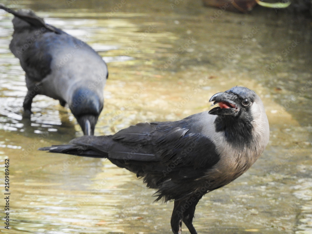 Fototapeta premium Crow drinking water in lake