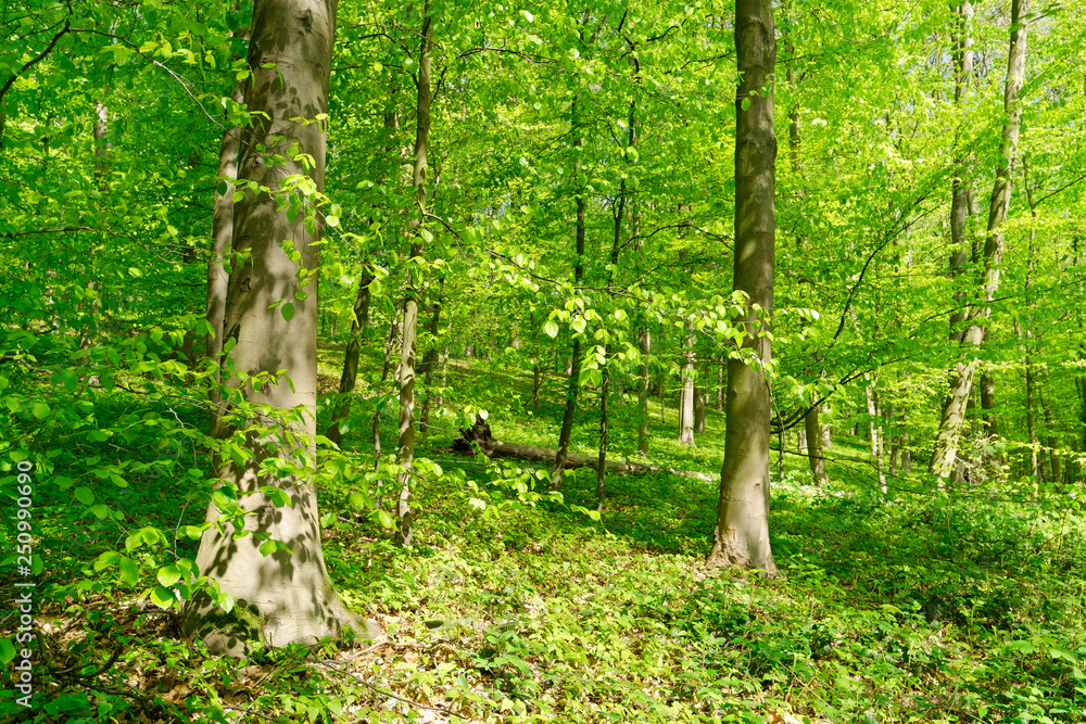 Fototapeta premium Rotbuchenwald, Krefeld, Deutschland