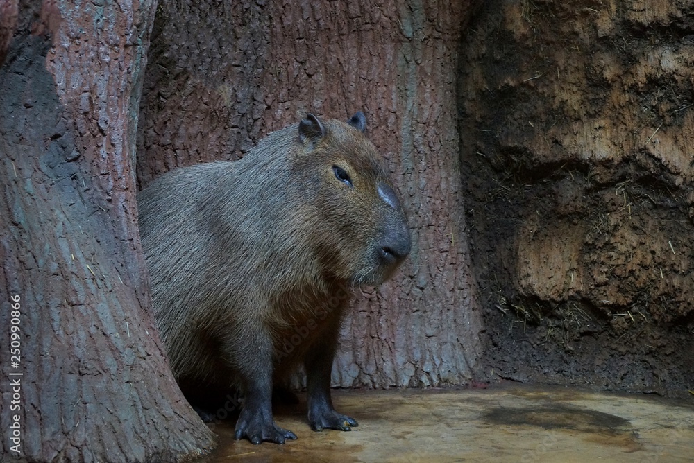 a big gray wild wombat sits on the ground among trees a big gray wild wombat sits on the ground among trees