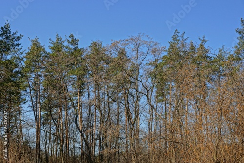 a row of trees from green pines and dry branches against a blue sky