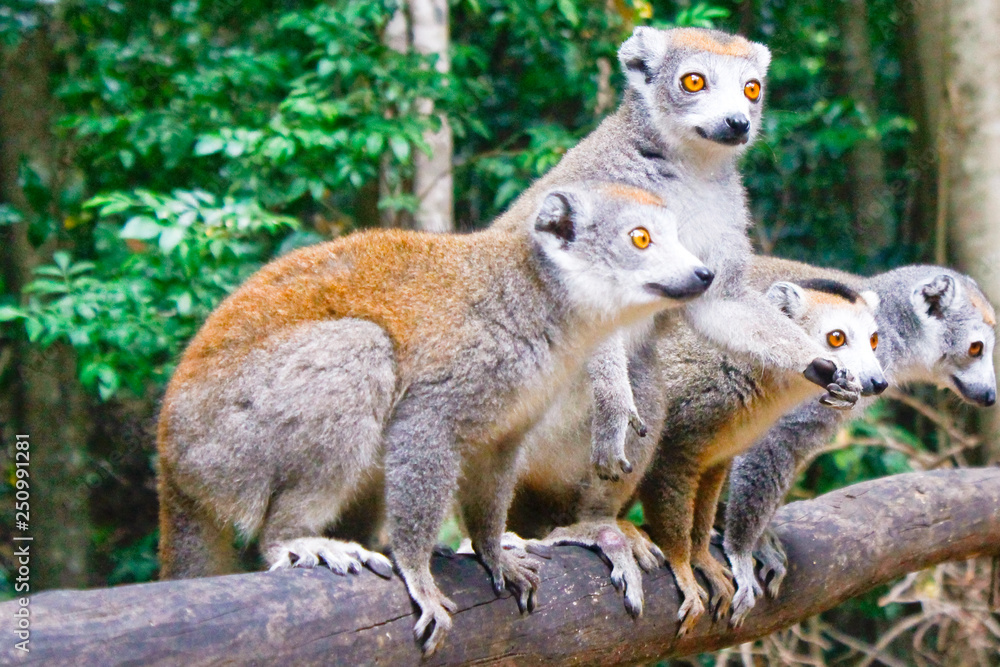 Fototapeta premium Portrait of crowned lemur (Eulemur coronatus) Ankarana National Park. The crowned lemur is endemic to the dry deciduous forests of the northern top of Madagascar.