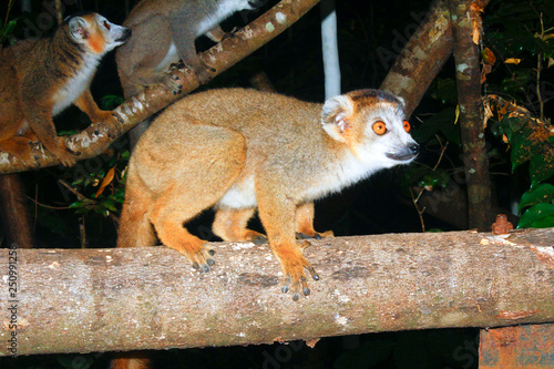 Portrait of crowned lemur (Eulemur coronatus) Ankarana National Park. The crowned lemur is endemic to the dry deciduous forests of the northern top of Madagascar. photo