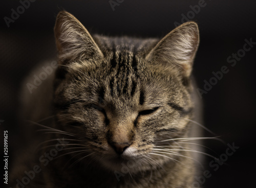 Domestic cat on a black background