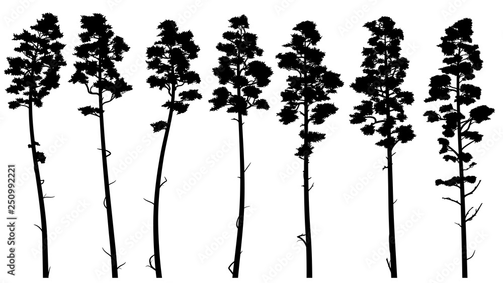 Silhouettes of tall pine trees with bare trunk (cedar). - obrazy, fototapety, plakaty 